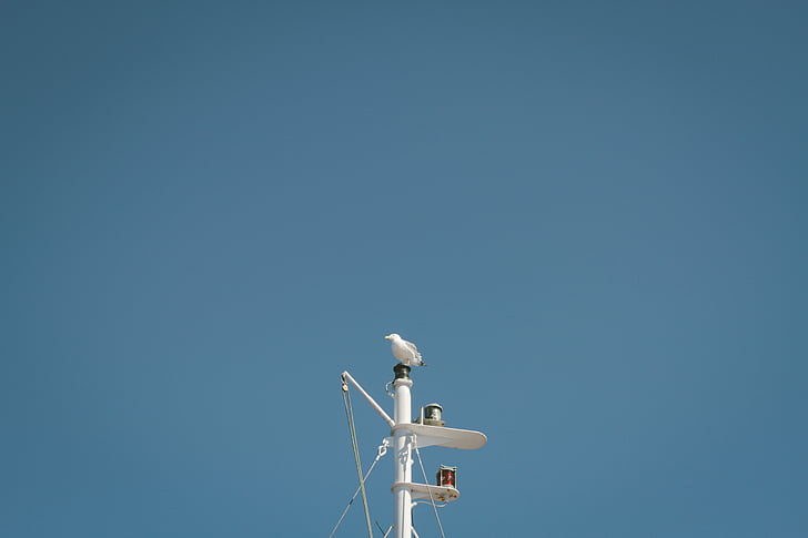 animal, bird, blue sky, gull, perched, pole, pulleys