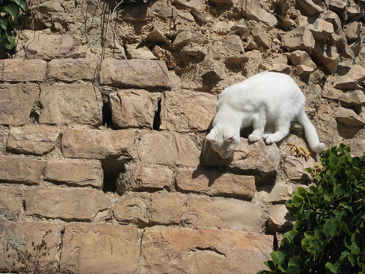 kissa, Kitty, Söpö, söpö kisu, söpö kissa, valkoinen kissa, valkoinen kitty