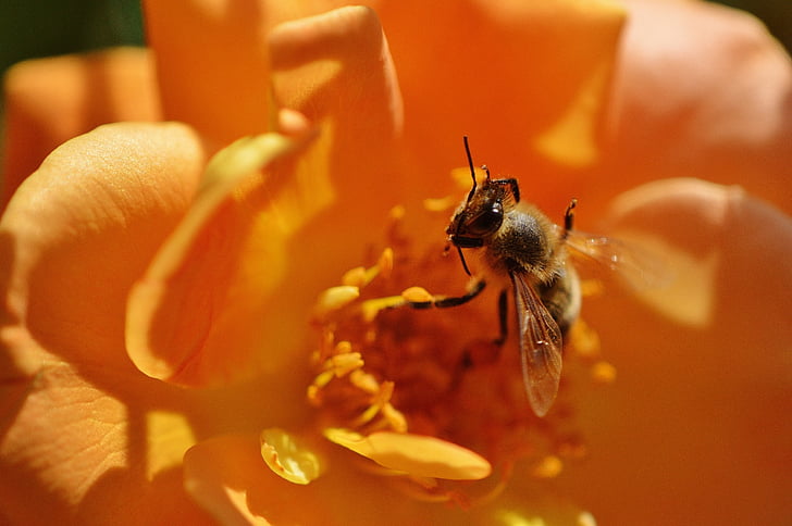 abelha, flor, levantou-se, laranja, amarelo, fechar, pólen