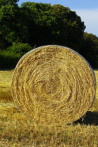 haystack, farm, hay, grass, agriculture, golden, nature