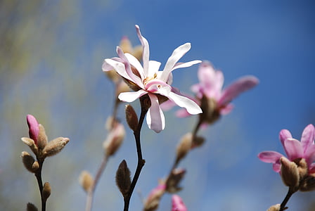 magnolijas, ziedi, bud, rozā, Pavasaris, daba, puķe