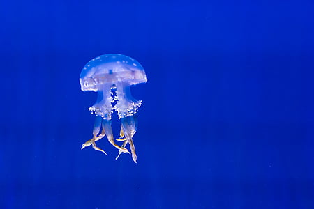 акваріум, синій, екзотичні, медузи, Морська життя, плямистий, плавання