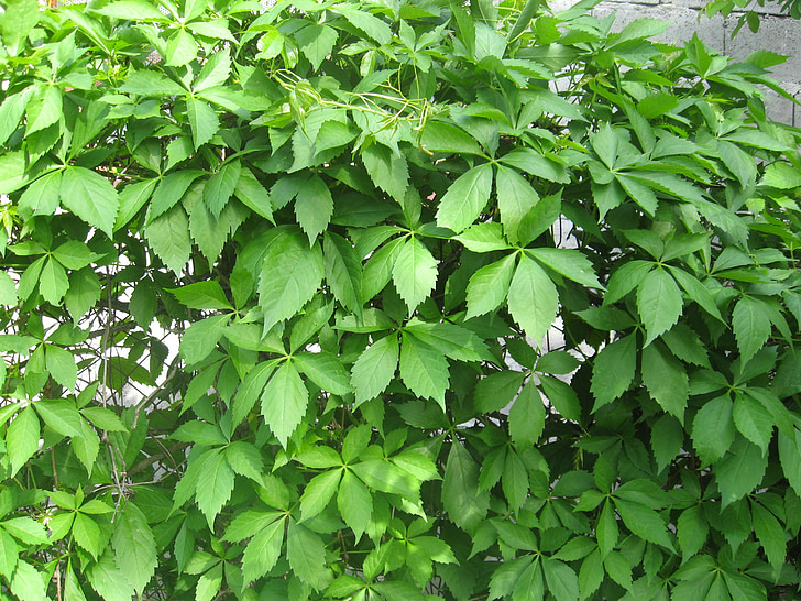 листя, Vines, виноградною лозою