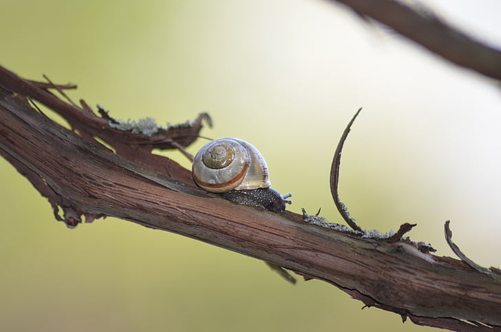 snail, branch, shell, macro