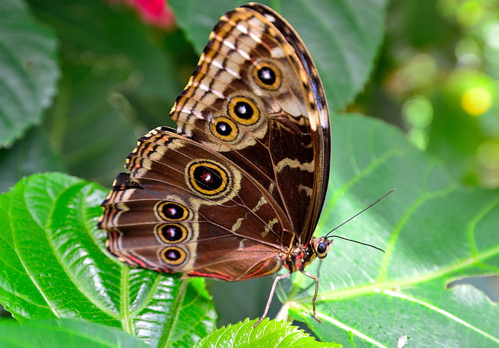 vlinder, bruin, vlekken, gespot, macro, Close-up, insect