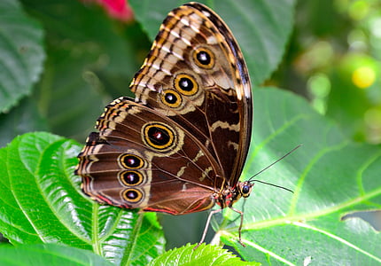 borboleta, marrom, pontos, manchado, macro, close-up, inseto