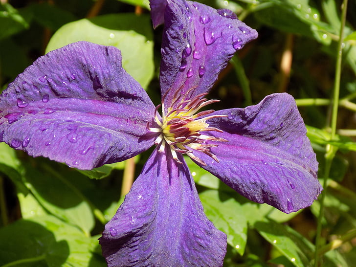 Clematis, Ranunculaceae, Violet
