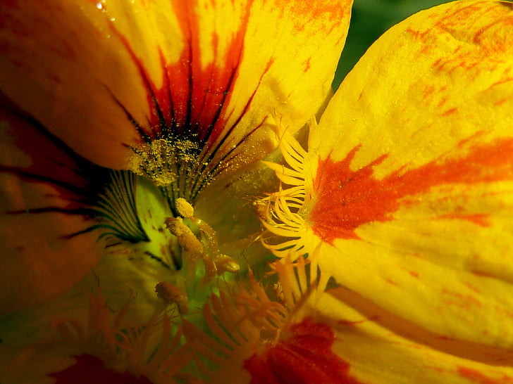 żółty, kwiat, Natura, roślina, makro, pyłek, szczelnie-do góry