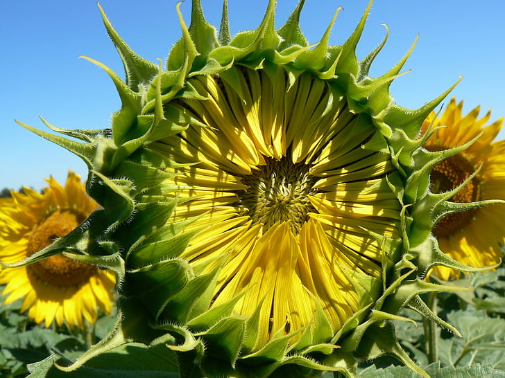 bunga matahari, musim panas, serbuk sari, bunga, alam, kuning, tanaman