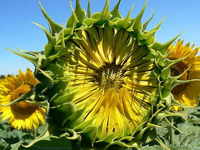 sunflower, summer, pollen, flower, nature, yellow, plant
