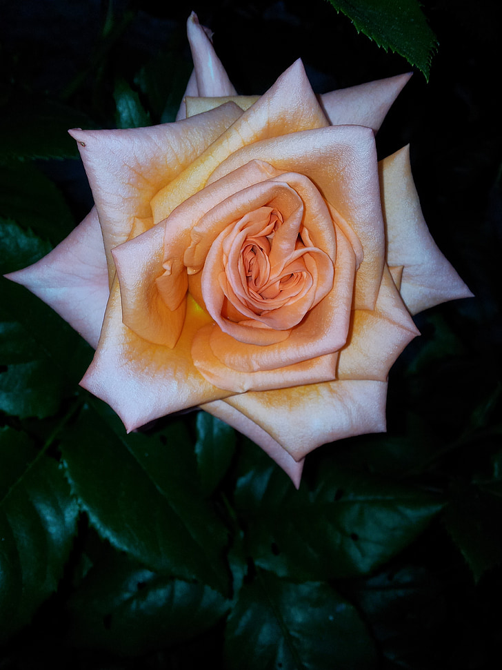 Rosa, rozes, puķe, dārza