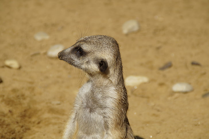 meerkat, portrait, head, keep an eye out, guards, guard, overseer