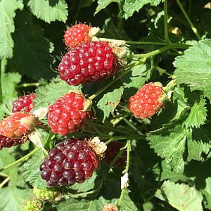 Berry, BlackBerry, moisson, Sweet, en bonne santé, jardin, juteuse
