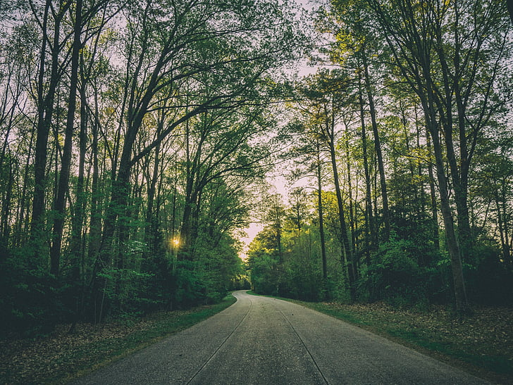 road, trees, golden, hour, rural, countryside, forest