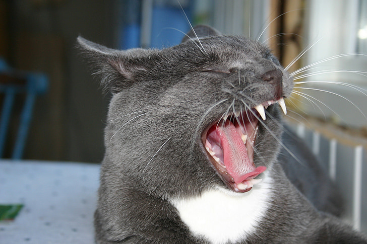 Titus, con mèo, mèo con, yawning, ngáp, động vật, Kitty