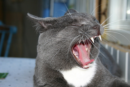 titus, cat, kitten, yawning, yawn, animal, kitty