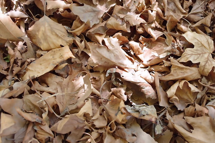 dry, leaves, background, fall, autumn, finished, end