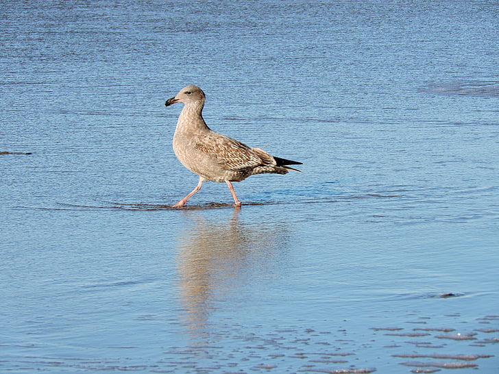 gull, herring, lesser black-backed, wading, coast, bird, seabird