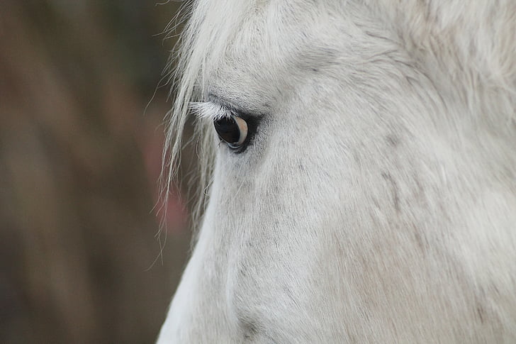 hästhuvud, häst, mögel, porträtt, Horse eye, vänlig, vit