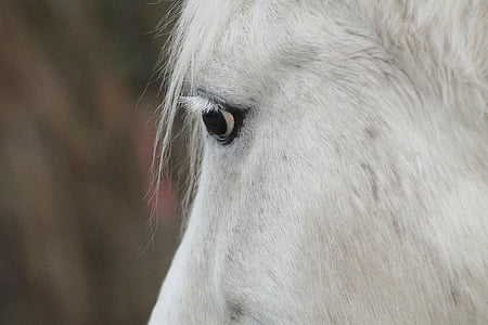 말 머리, 말, 금형, 세로, 말 눈, 친절 한, 하얀