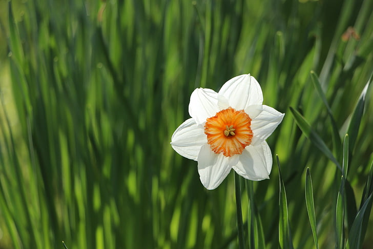 blanc, planta, bondat, es reuneixen, l'amor, flors, Daffodil