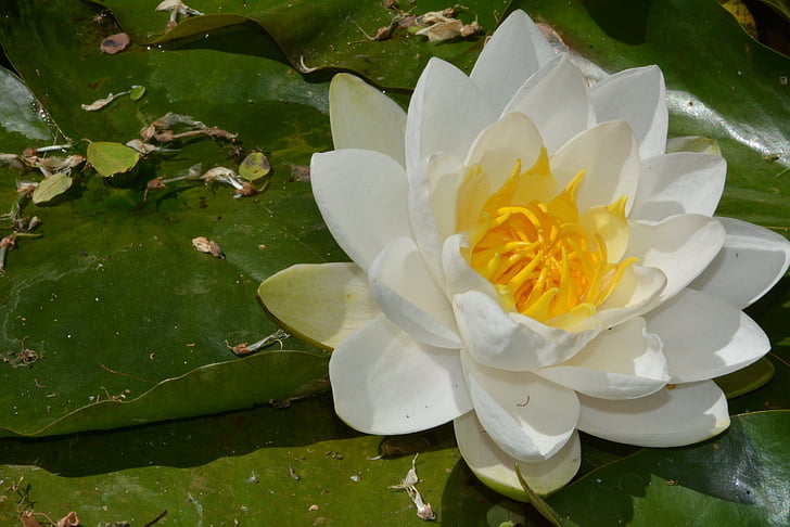 water lily, Ao, Hoa, cánh hoa, Thiên nhiên, nước, Hoa đầu