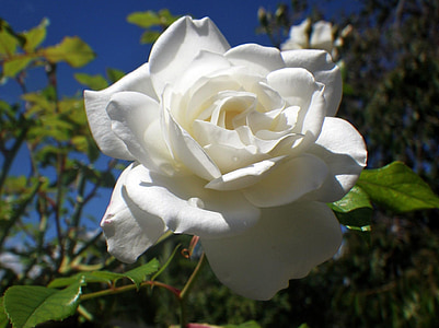 hvid rose, rosenblade, blomst