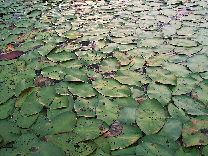 Lily, bantalan, Lily bantalan, latar belakang, hijau, tanaman, Danau