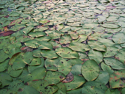Lily, Tấm lót, miếng lily, nền tảng, màu xanh lá cây, nhà máy, Lake