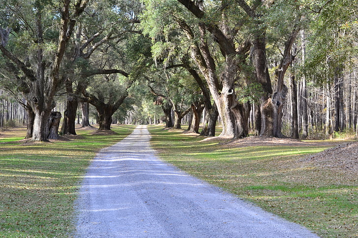 arbres de chêne, plantation, Caroline, historique, Sud, Sud, Avenue
