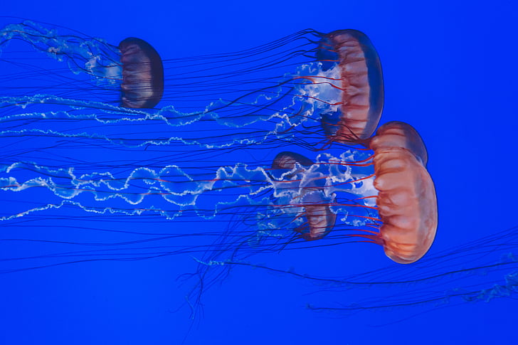 animals, jellyfishes, ocean, sea, tentacles, underwater, water