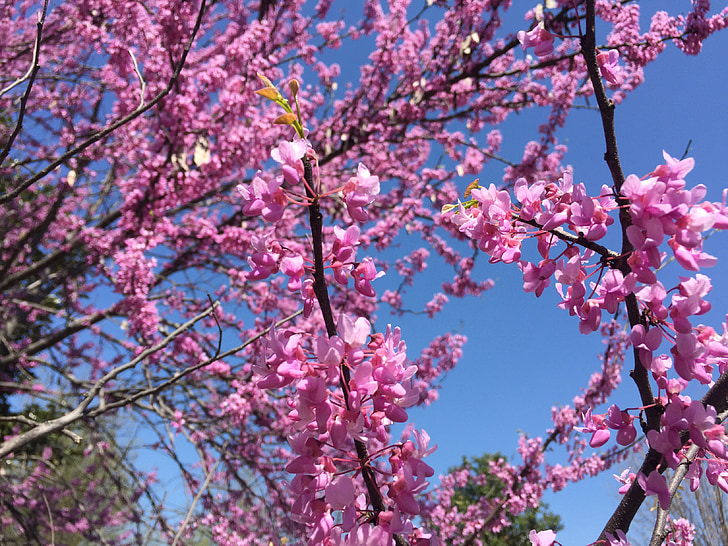 flower, tree, sky, nature, spring, plant, bloom