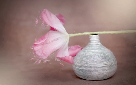 image, painting, flower, tulip, pink, pink flower, spring flower