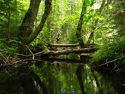 Stream, pădure, Creek, natura, apa, verde, frunziş