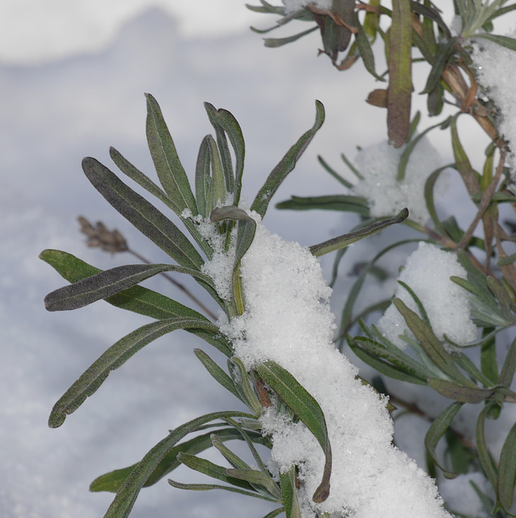 lavender, snow, winter, wintry, plant