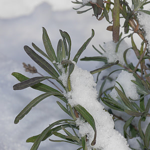 Hoa oải hương, tuyết, mùa đông, wintry, thực vật