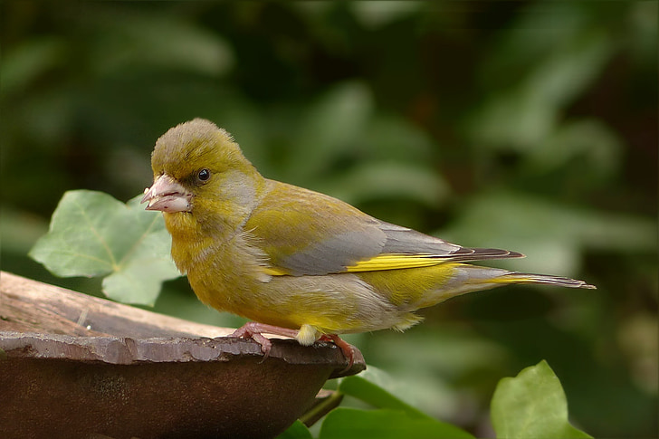 burung, greenfinch, Tutup, Taman, mencari makan, alam, hewan
