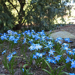 plavo cvijeće, bolplant, vrt, proljeće, priroda, cvatu, cvijet