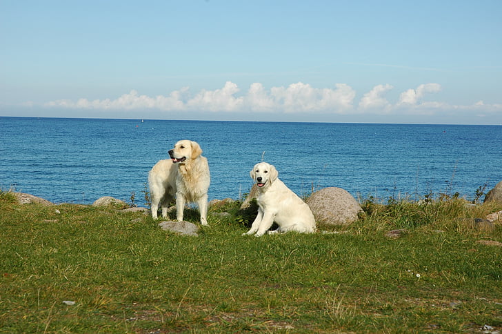 Γκόλντεν Ριτρίβερ, στη θάλασσα, σκυλιά, σκύλος, ζώο, κατοικίδια ζώα, φιλία