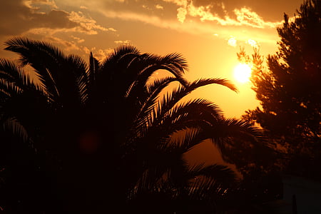 coucher de soleil, Palm, vacances, arbre, tropiques, île, chaud