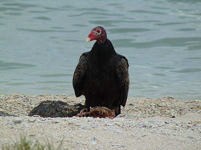 Texas, Turquia, Voltor, recerca del tresor, observació d'aus