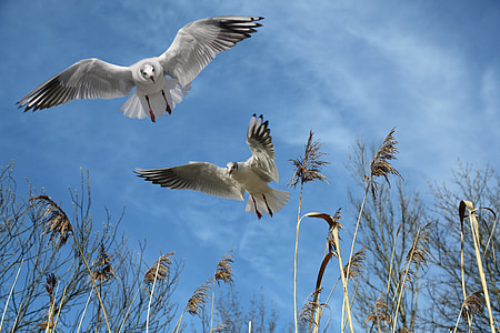 gulls, fly, bird, sky, wing, dom, locomotion