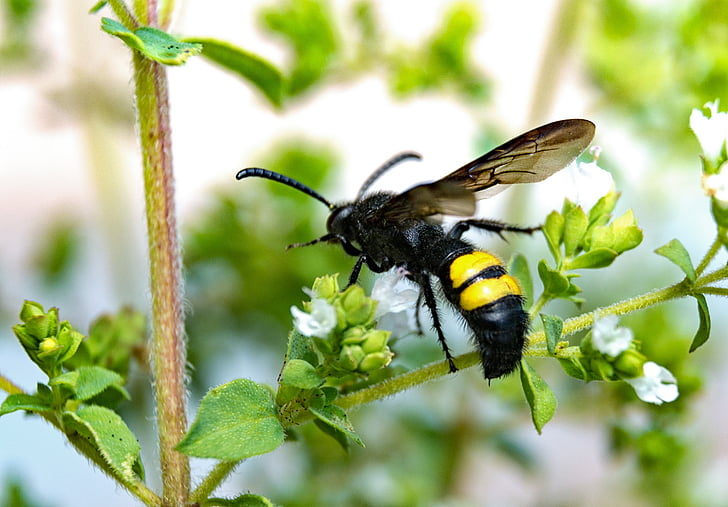 dao găm wasp, Wasp, đóng, côn trùng, động vật, Thiên nhiên, con ong