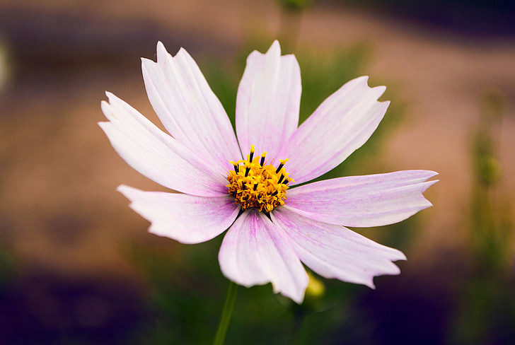 Blume, Blütenblatt, Closeup, Kosmos-Blume