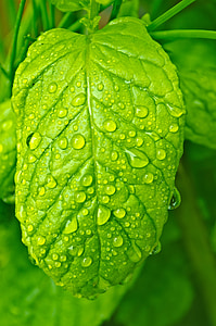 drops, water, macro, leaf, leaves, nature, rain