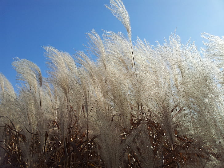 daechung, Сребърен трева, Есенно небе, природата, растителна, на открито