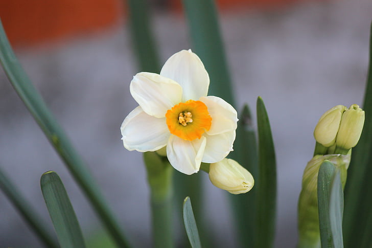 Narcissus, blommor, växter