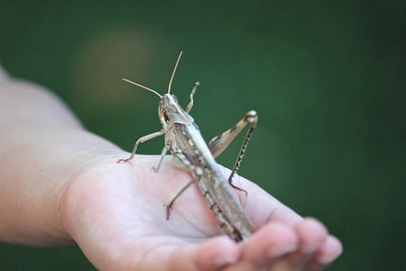 grasshopper, locust, insect, bug, giant, hand, garden