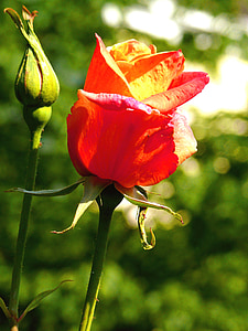 color de rosa, rojo, Bud, floración, flor, naturaleza, tallo