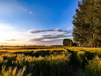 wheatfield, debesis, kvieši, ainava, lauks, sējas, graudu